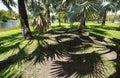 Bismarck palm fronds casting beautiful shadows Royalty Free Stock Photo