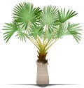 Bismarck Palm Tree