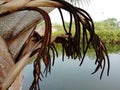 Bismarck palm tree inflorescence, Bismarckia nobilis beautiful flower bunch on the tree on grass in the garden.