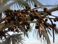 Bismarck palm tree inflorescence, Bismarckia nobilis beautiful flower bunch on the tree on grass in the garden. Royalty Free Stock Photo