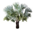Bismarck Palm tree isolated