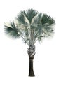 Bismarck Palm Tree isolated on white background Royalty Free Stock Photo