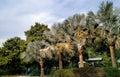 Bismarck palm tree stock photo