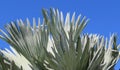 Bismarck palm tree top against blue sky background