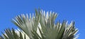 Bismarck palm tree top against blue sky background