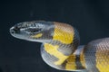 Bismarck python Royalty Free Stock Photo