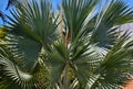 Bismarckia nobilis or Bismarck palm is a beautiful silver palm tree in a tropical garden against the blue sky.