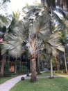 Bismarckia nobilis or Bismarck palm. Royalty Free Stock Photo