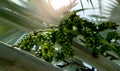 Bismarckia nobilis in the garden. Closeup round green raw fruit of Bismarck palm. Evergreen palm. Palm tree for decorate hotel or Royalty Free Stock Photo