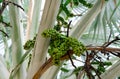 Bismarckia nobilis in the garden. Closeup round green raw fruit of Bismarck palm. Evergreen palm. Palm tree for decorate hotel or Royalty Free Stock Photo