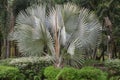 Bismarckia nobilis Silver palm in the garden.Palm tree.