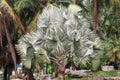 Bismarckia nobilis Silver palm in the garden.