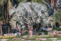 Bismarckia nobilis Silver palm in the garden.Palm tree. Royalty Free Stock Photo