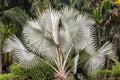 Bismarckia nobilis Silver palm in the garden.
