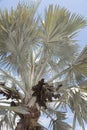 Bismark Palm and cluster of drupes