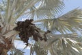 Bismark Palm and cluster of drupes