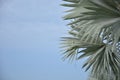 Bismark Palm. Royalty Free Stock Photo