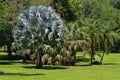 Bismark Palm Latin name bismarckia nobilis Royalty Free Stock Photo