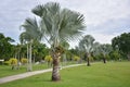 Bismark Palm. Royalty Free Stock Photo