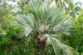 Bismark palm tree Bismarckia nobilis - Davie, Florida, USA