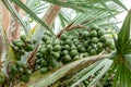 Bismark palm tree Bismarckia nobilis fruit closeup - Davie, Florida, USA