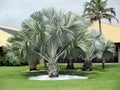 Bismark palm trees in a large tropical garden. Royalty Free Stock Photo