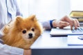 Bisnessman with his friendly pomeranian spitz using laptop Royalty Free Stock Photo