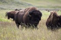 Bison Royalty Free Stock Photo