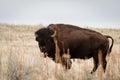 Bison Standing in the Grasslands Looking at the Camera
