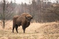 Bison Royalty Free Stock Photo