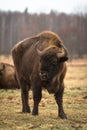 Bison Royalty Free Stock Photo