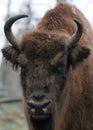 Bison Royalty Free Stock Photo