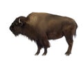 Bison