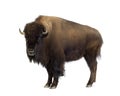 Bison