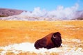 Bison Royalty Free Stock Photo