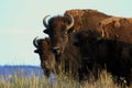 Bison Royalty Free Stock Photo