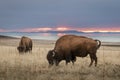 Bison eating grass against sunset Royalty Free Stock Photo