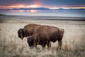 Two Bison Standing against sunset Royalty Free Stock Photo