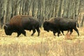 Bison in Alberta