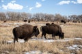 Bison also called buffalo grazing on grassy plains with buffalo herd Royalty Free Stock Photo