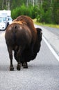 Bison Ambles Down Road