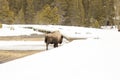 Bison or American buffalo along boardwalk in Yellowstone National Park Royalty Free Stock Photo