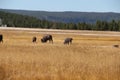 Bison american buffalo in a meadow by Lower Basin of Yellowstone National Park