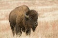 Bison or American Buffalo Royalty Free Stock Photo