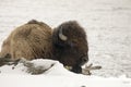 Bison or American buffalo resting in snow n Yellowstone National Royalty Free Stock Photo