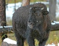Bison or American Buffalo, Rocky Mountains, USA Royalty Free Stock Photo