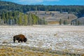 Bison or American Buffalo, Rocky Mountains, USA Royalty Free Stock Photo