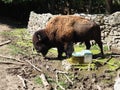 Bison, or American bison, is a species of cloven-hoofed mammals from the bovine tribe of bulls. Very close to the bison Royalty Free Stock Photo