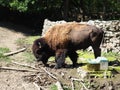 Bison, or American bison, is a species of cloven-hoofed mammals from the bovine tribe of bulls. Very close to the bison Royalty Free Stock Photo