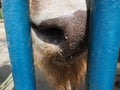 Bison, or American bison. Wet nose of a Bison. Cloven-hoofed mammals from the tribe of bulls of the bovine family. Royalty Free Stock Photo